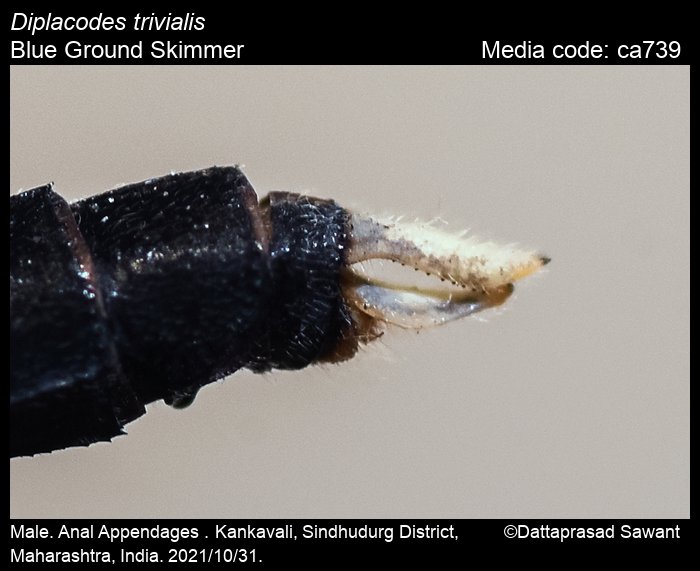 ca739