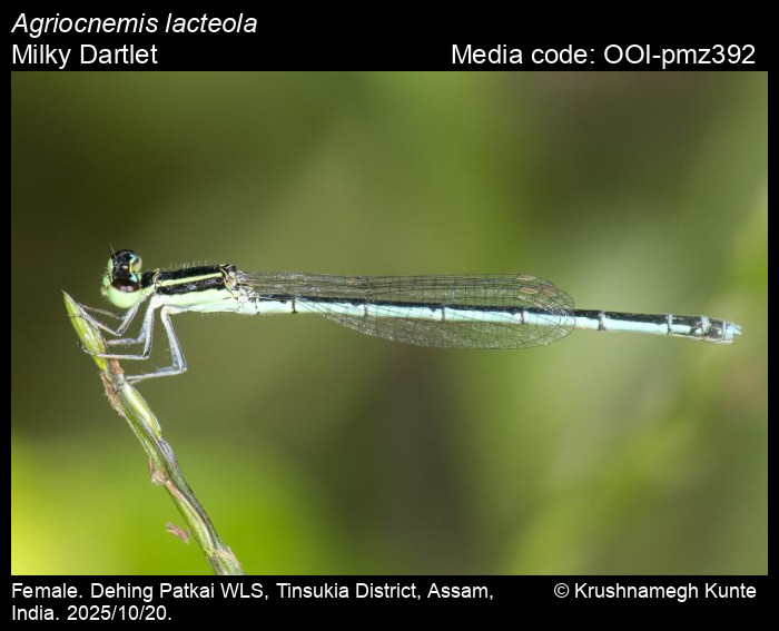 OOI-pmz392