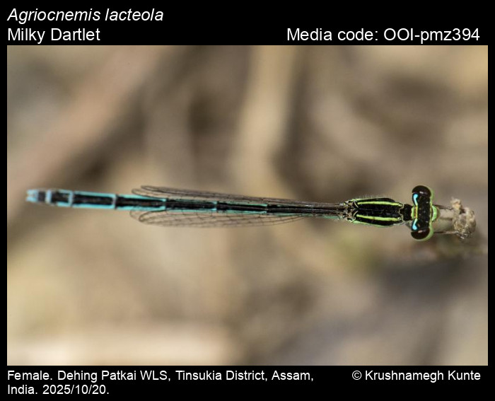 OOI-pmz394