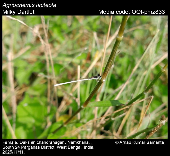 OOI-pmz833