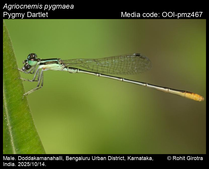 OOI-pmz467