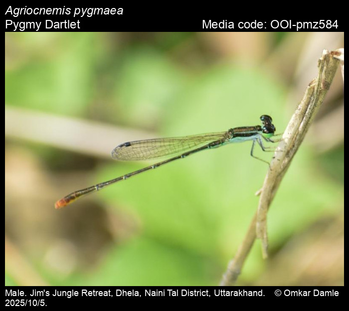 OOI-pmz584