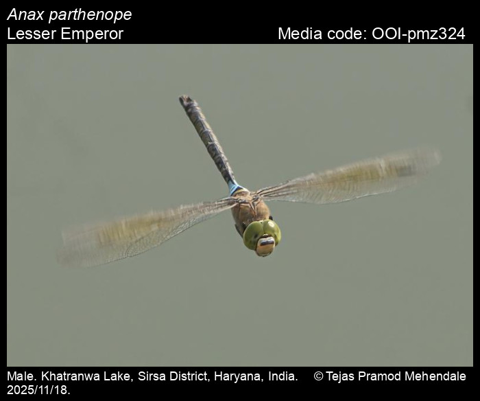 OOI-pmz324