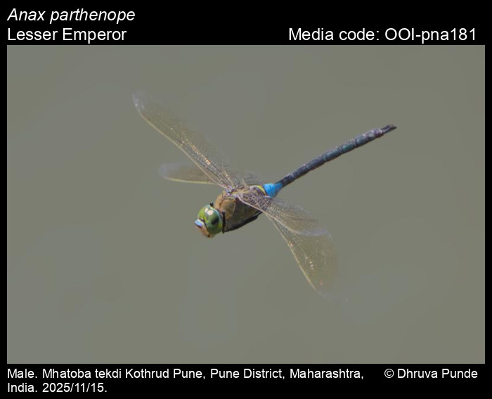 OOI-pna181
