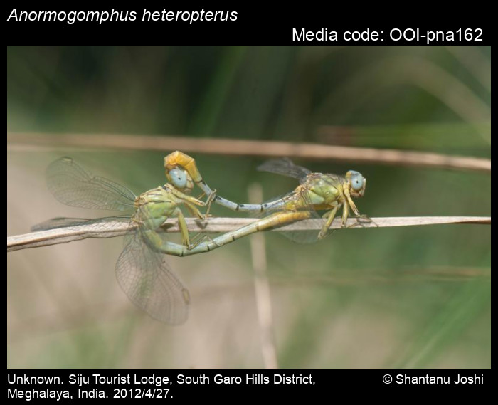 OOI-pna162