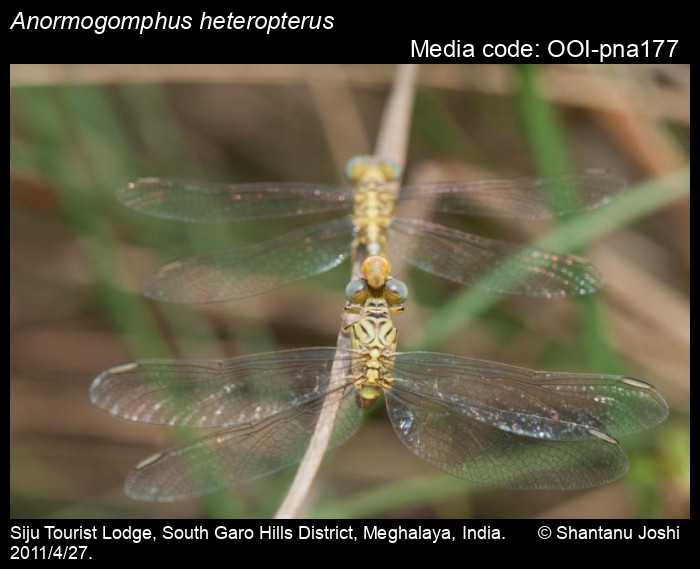 OOI-pna177