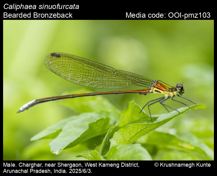OOI-pmz103