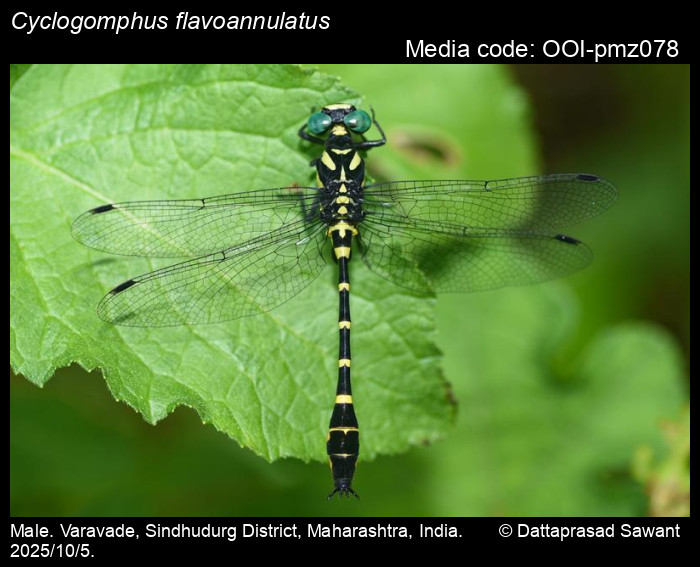OOI-pmz078