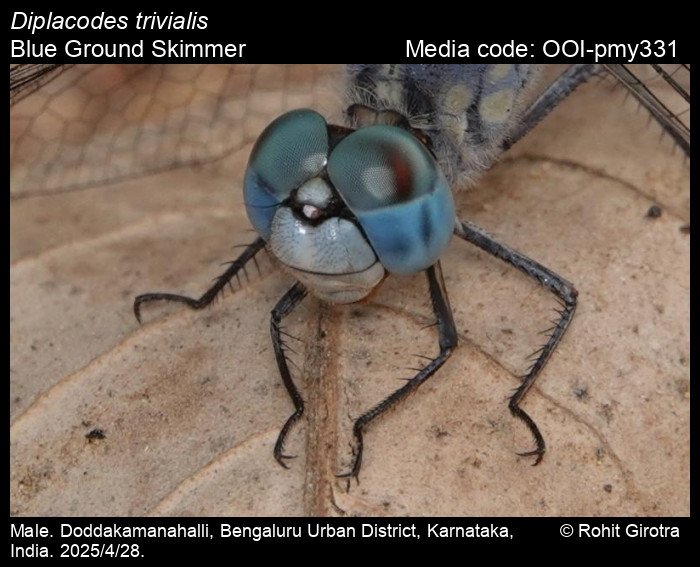 OOI-pmy331