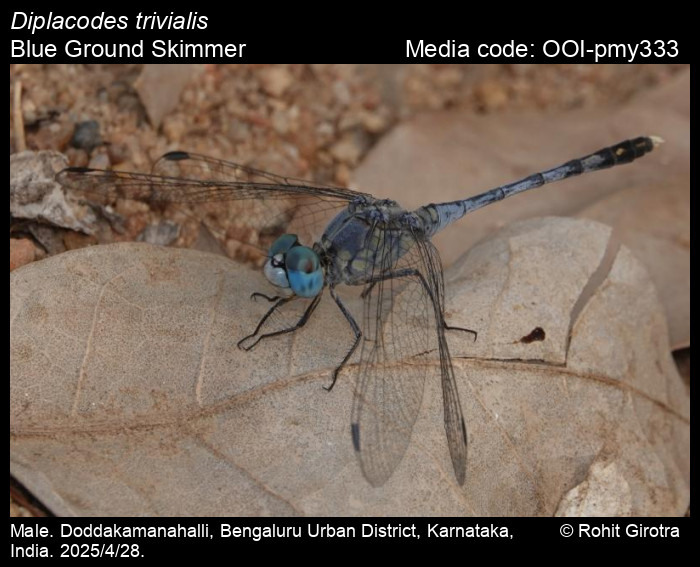 OOI-pmy333
