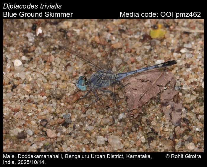 OOI-pmz462