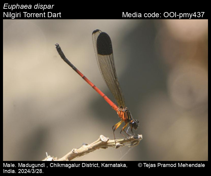 OOI-pmy437