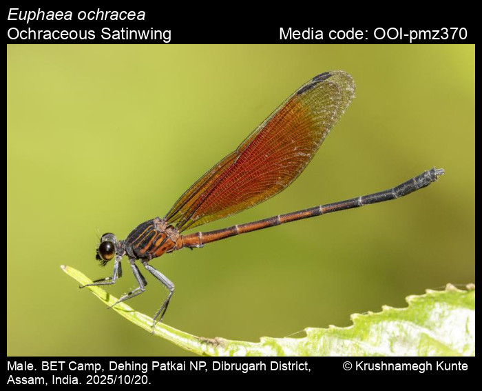 OOI-pmz370