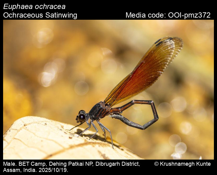 OOI-pmz372