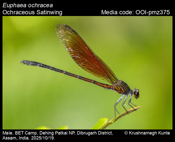 OOI-pmz375