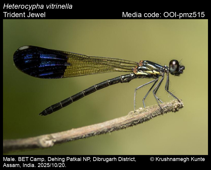 OOI-pmz515