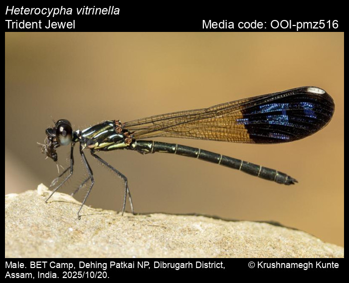 OOI-pmz516