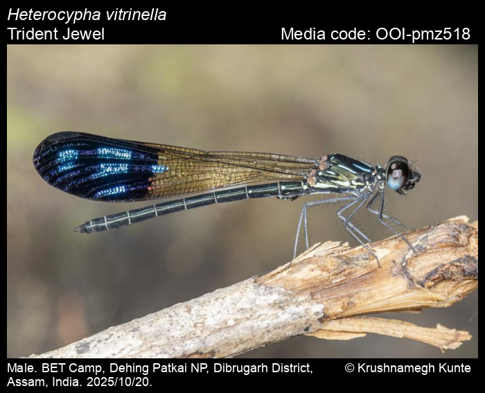 OOI-pmz518