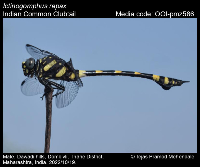 OOI-pmz586