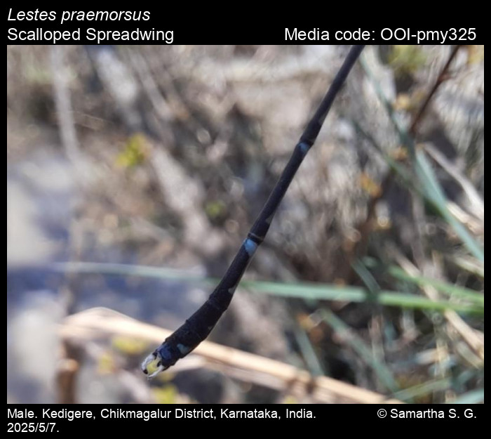 OOI-pmy325