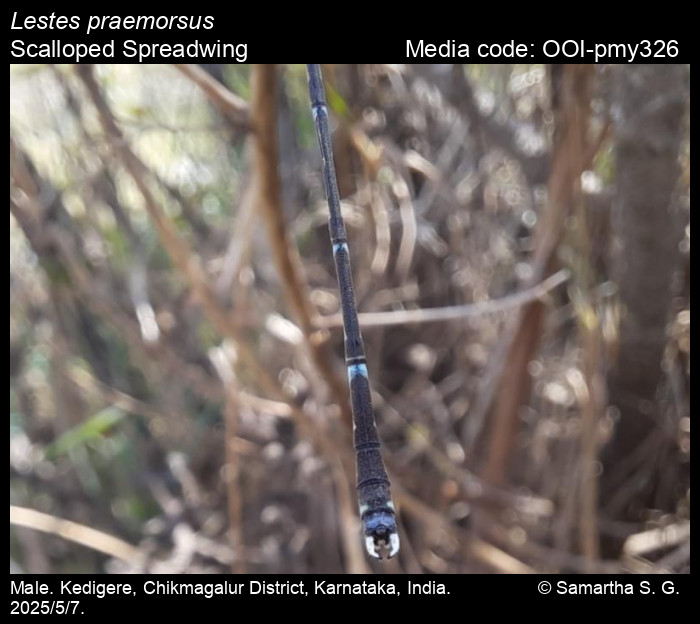 OOI-pmy326