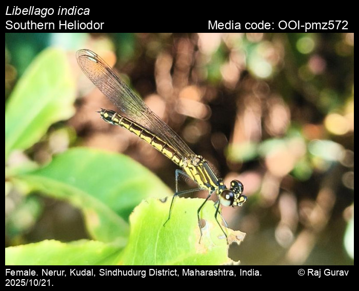 OOI-pmz572
