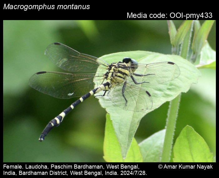 OOI-pmy433