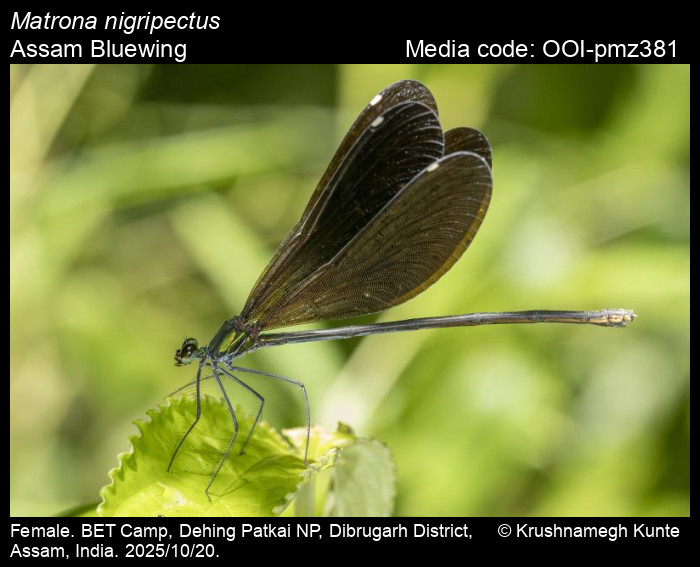 OOI-pmz381