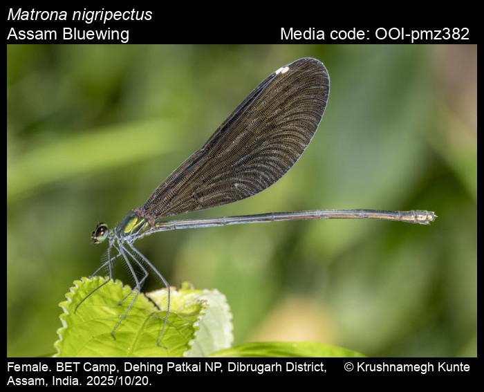OOI-pmz382