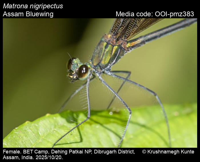 OOI-pmz383