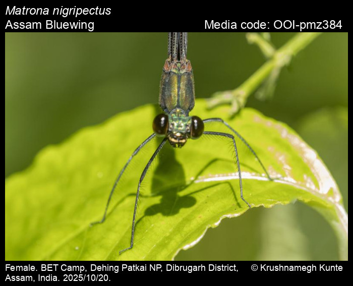 OOI-pmz384