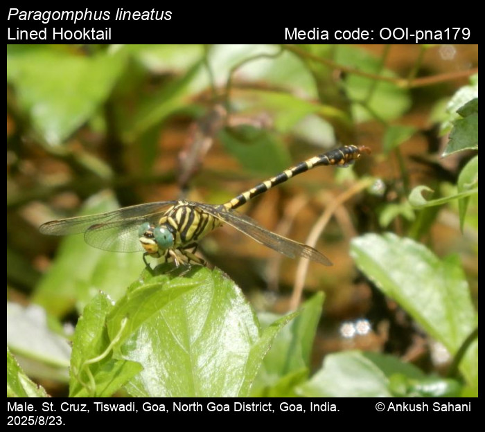 OOI-pna179