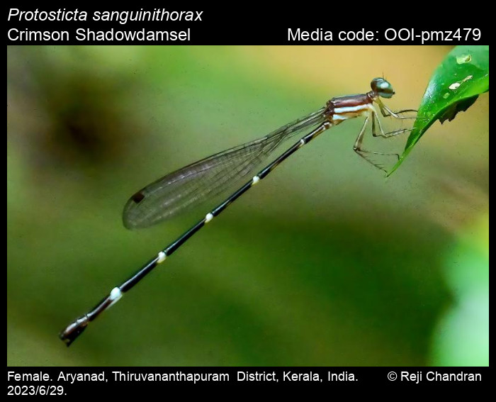 OOI-pmz479