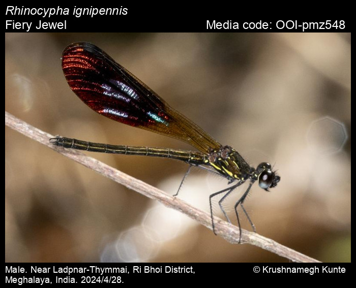 OOI-pmz548