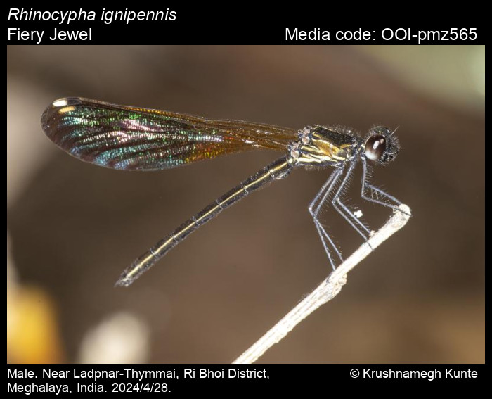 OOI-pmz565