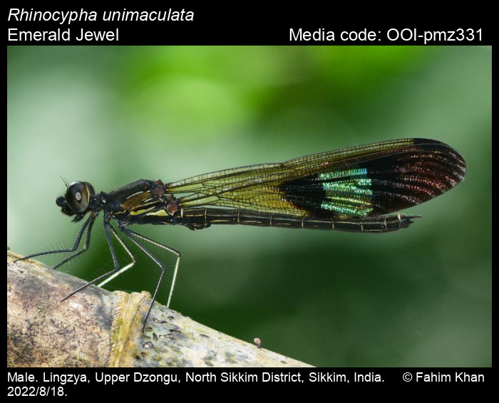 OOI-pmz331