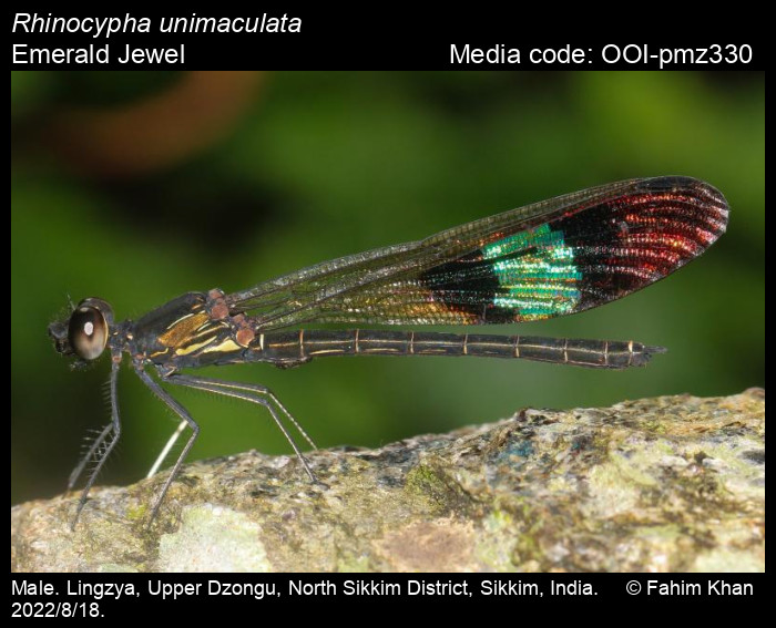OOI-pmz330