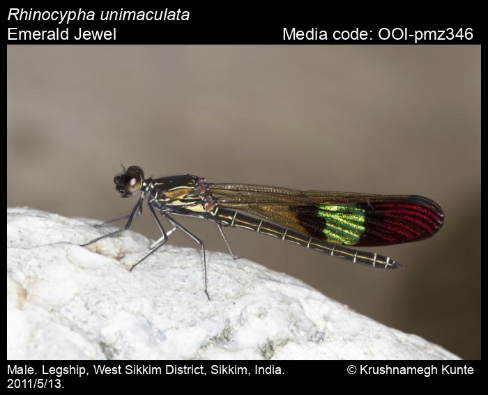 OOI-pmz346