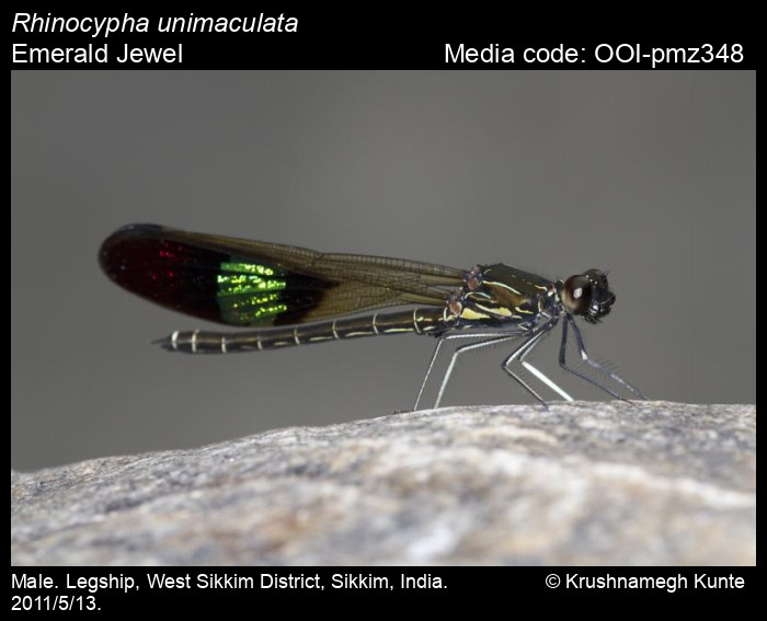 OOI-pmz348