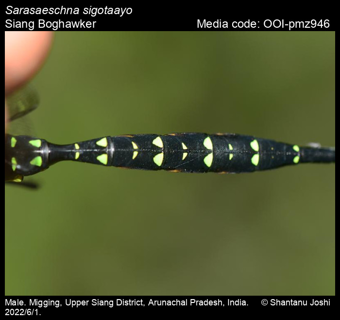 OOI-pmz946