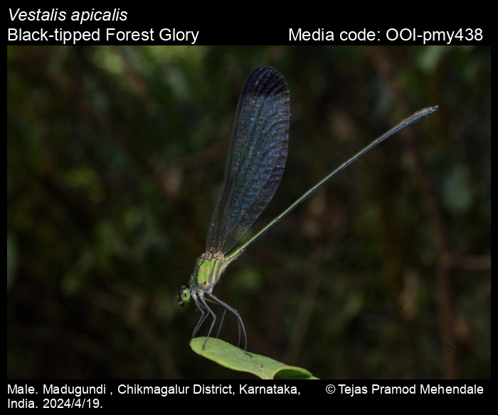 OOI-pmy438