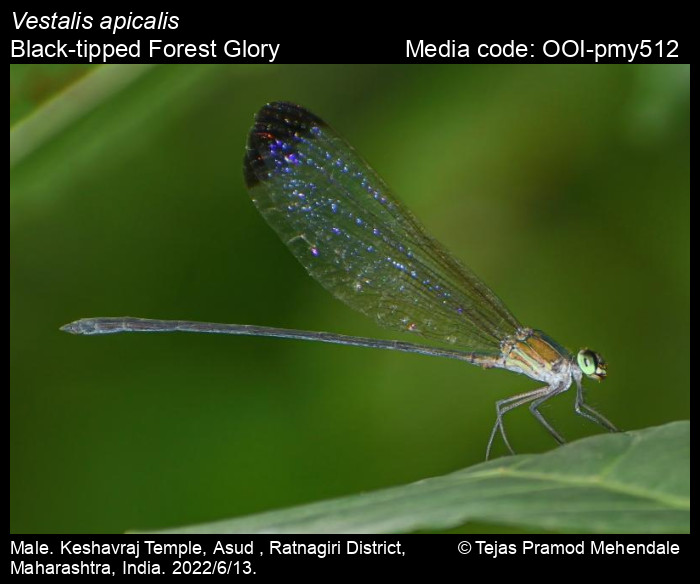 OOI-pmy512